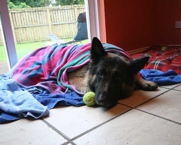 harley the GSD drying off