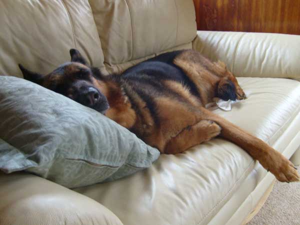 floyd the gsd snoozing on the sofa