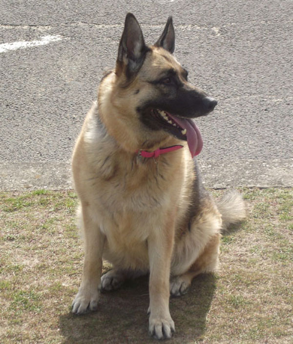 honey a very fat gsd