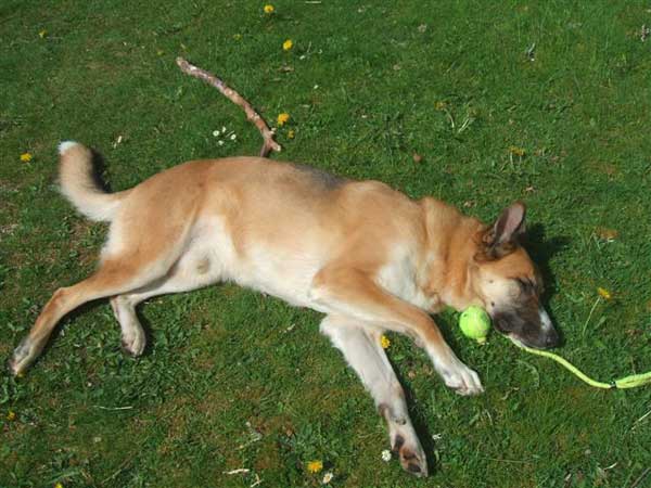 german shepherd tired out after playing