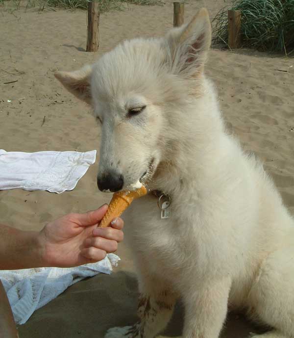 white gsd enjoying an ice cream