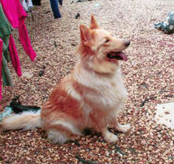 inca gsd