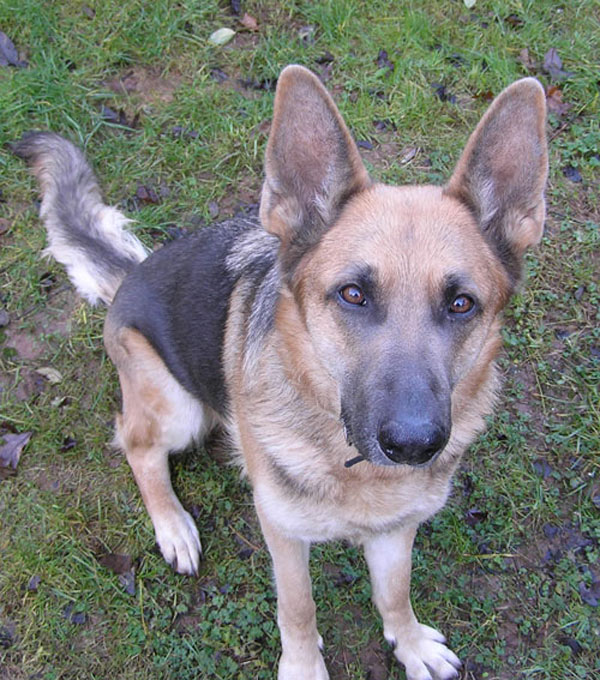 izzie gsd