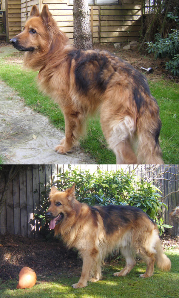 jack the gsd before and after