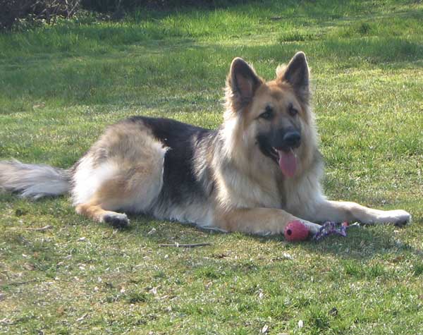 roxy the gsd playing ball