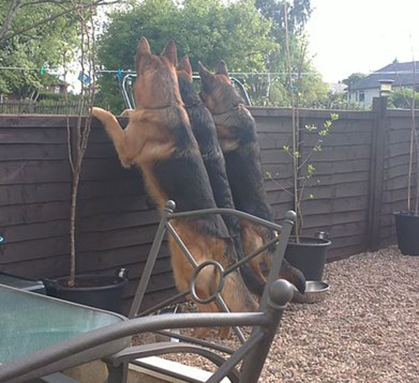 3 german shepherds looking over a fence