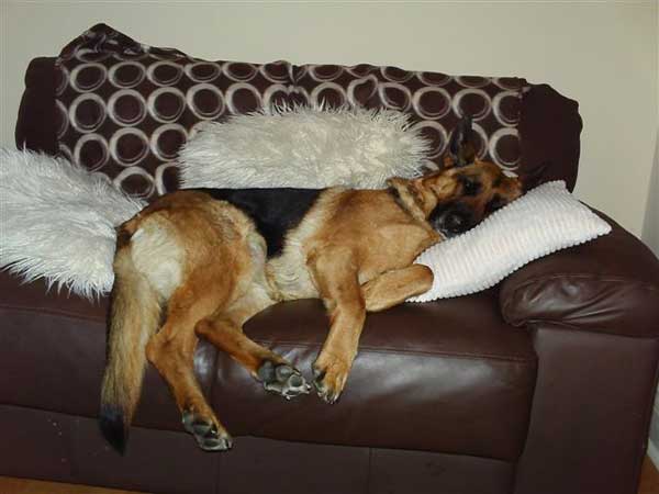 jet on the sofa