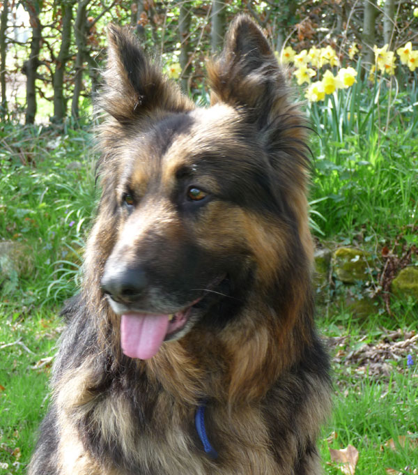 jez the gsd