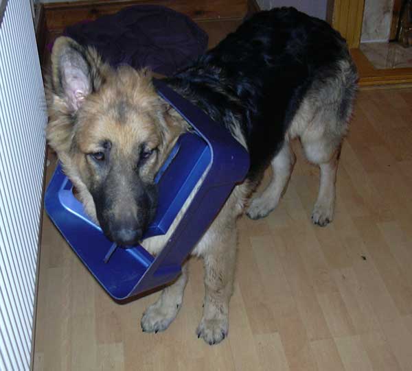 gsd with his head stuck in the dustbin lid
