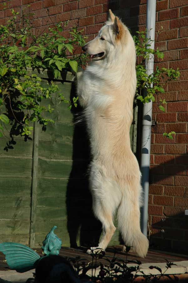 white GSD looking over the garden fence