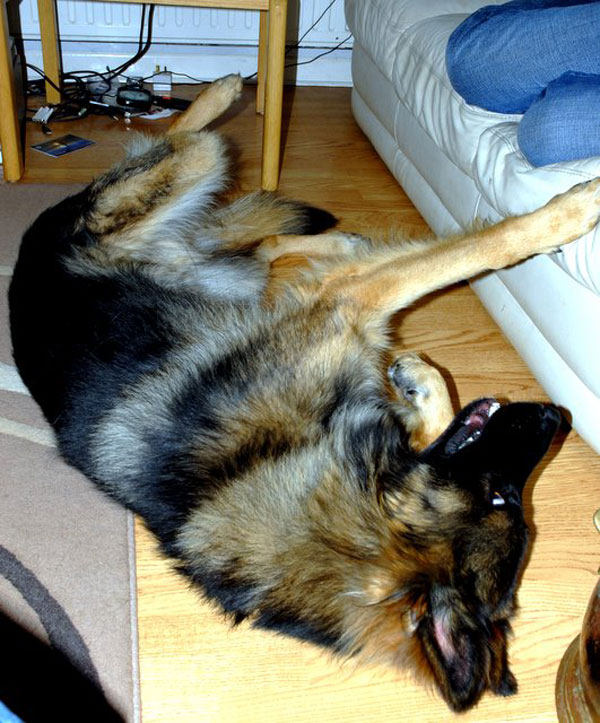 kaiser the gsd with his paws on the sofa