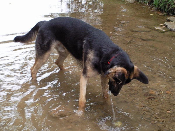 gsd playing in the water with his ball