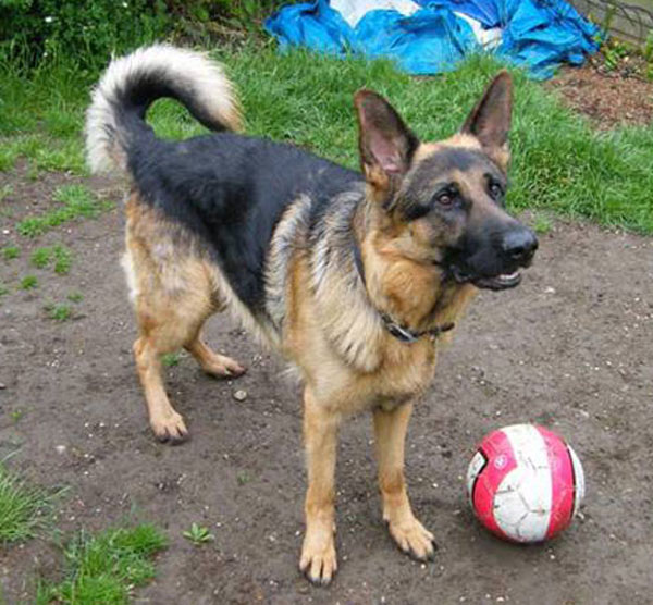khan the gsd