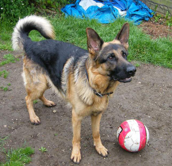 khan gsd