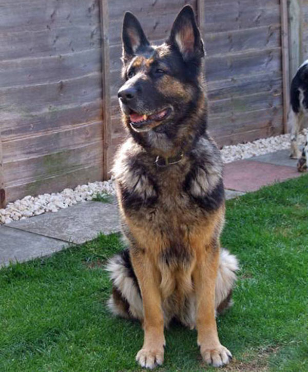 kiki older gsd