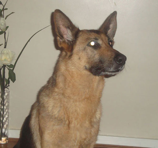 kira gsd