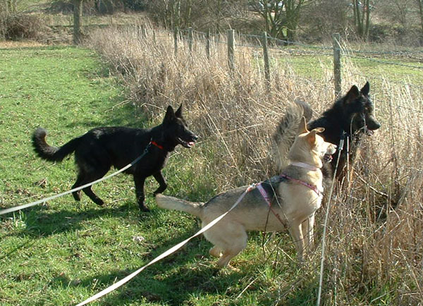 gsd's looking over the fence
