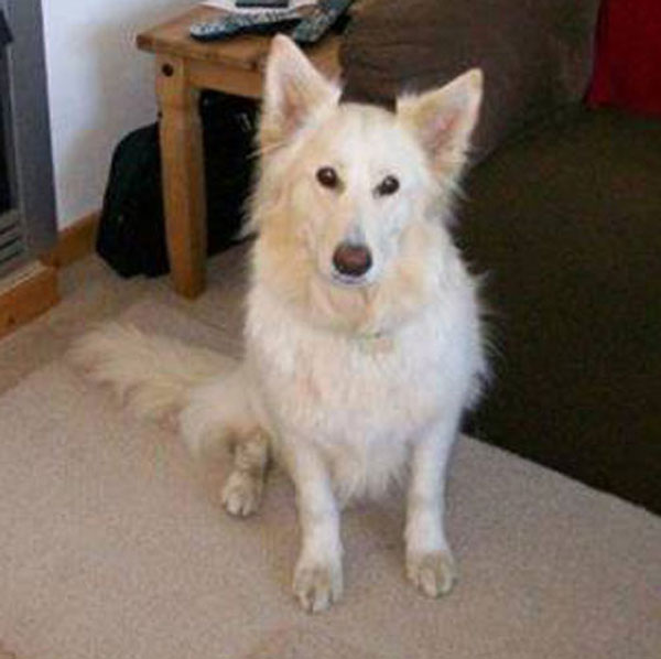 lucy white german shepherd