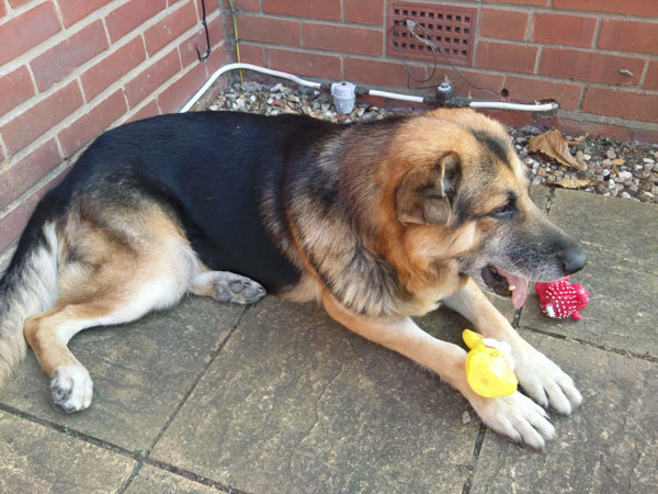 mack with his toys