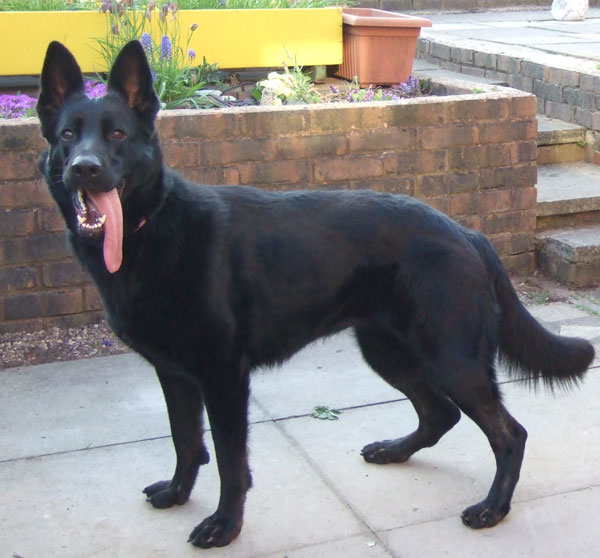 black german shepherd