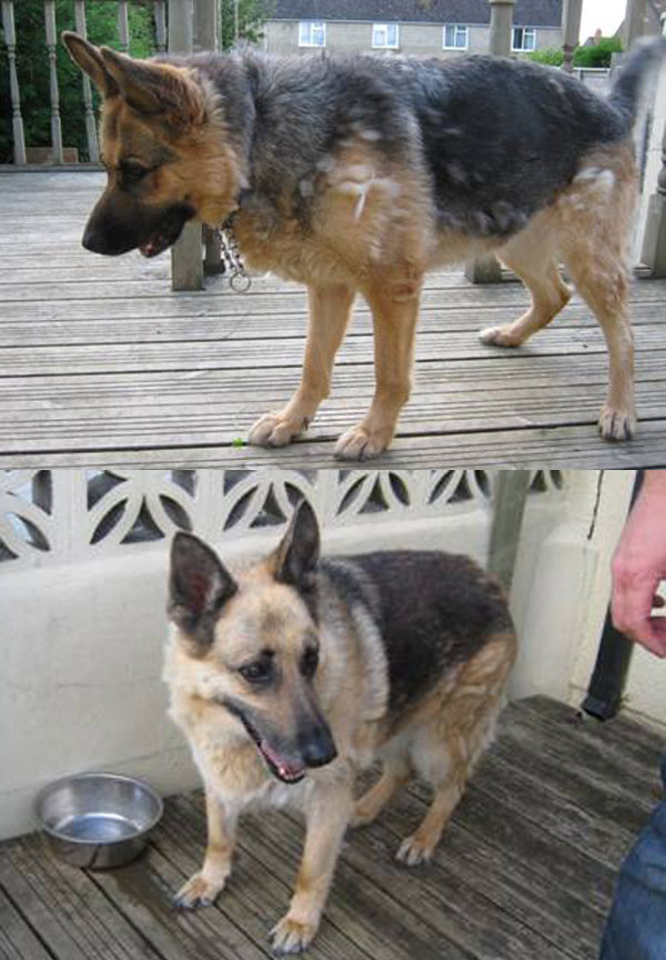 meg and fern older gsd