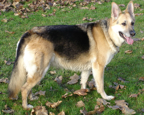 gsd girl