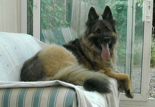 mitch gsd