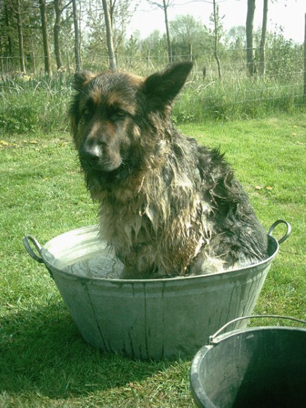 molly having a bath