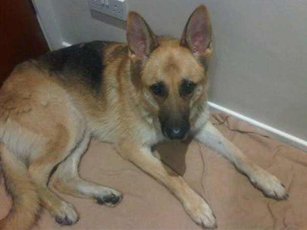 monty gsd