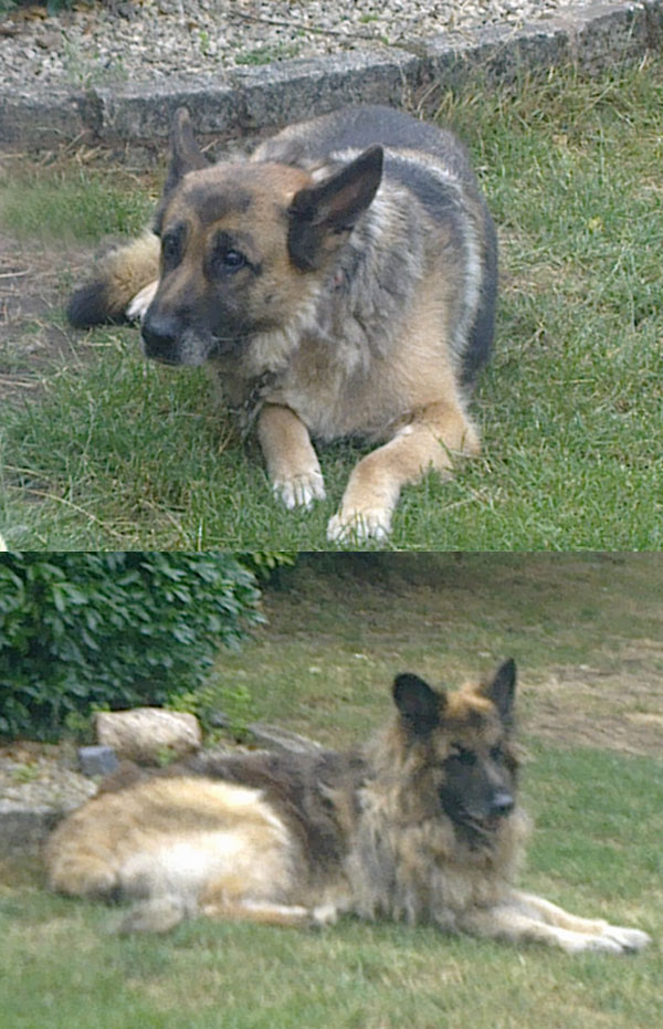 suzie and bruno neglected older gsds
