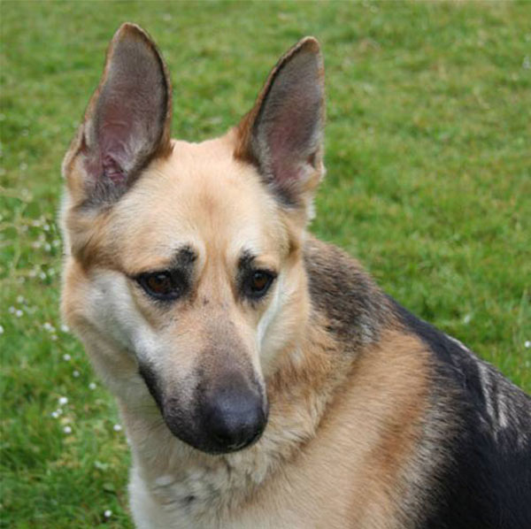 patch german shepherd dog