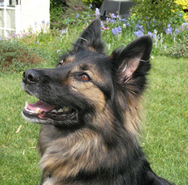 pepper german shepherd looking for a home