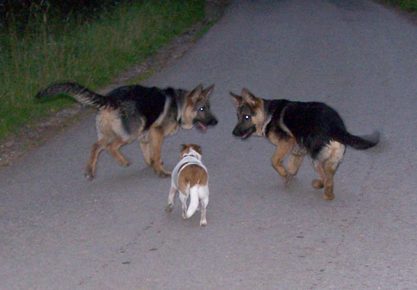 puppies and jack russell