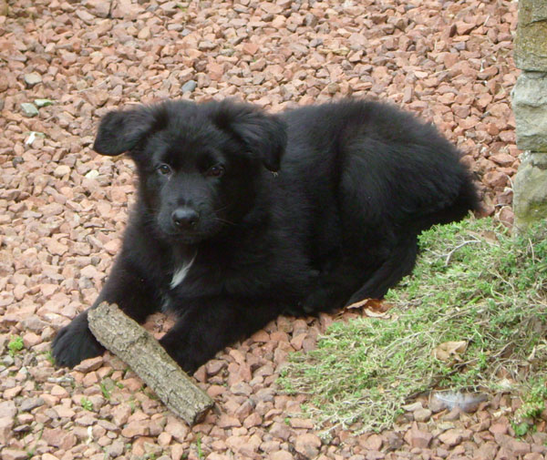 gsd puppy playing with a stick
