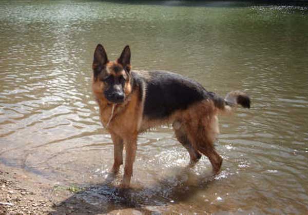 reilly the gsd
