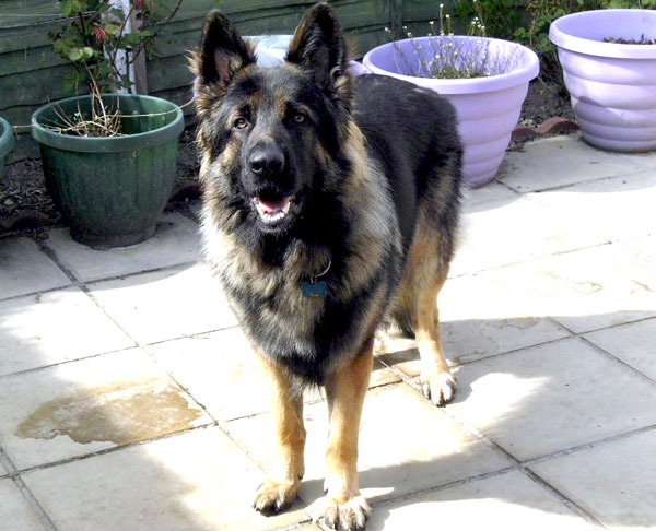 gsd posing for the camera