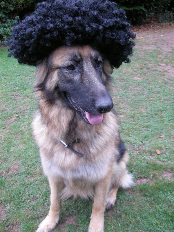 gsd wearing a black afro wig 