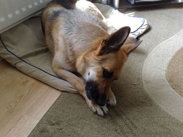 sadie gsd that was hit on the head with a baseball bat