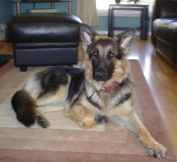 beautiful gsd girl