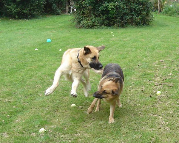 2 german shepherds playing