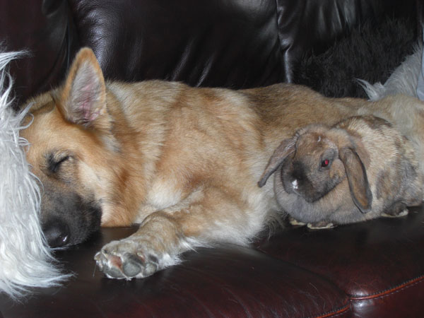 german shepherd and a rabbit lying together