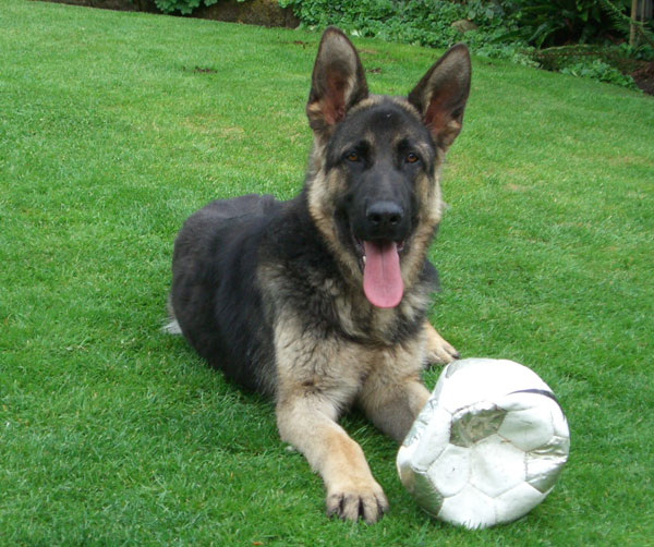 gsd puppy with opunctured leather ball
