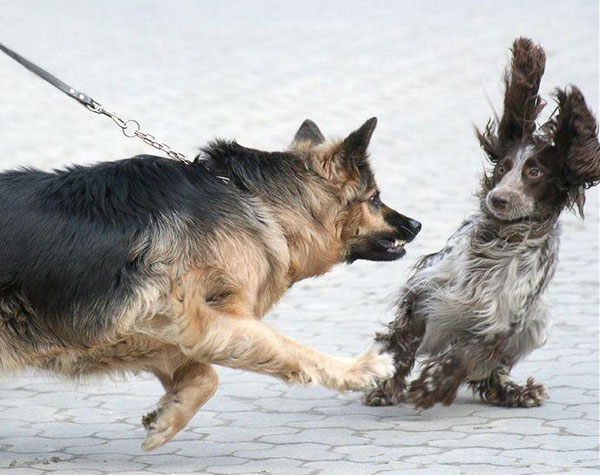 gsd scaring a cocker spaniel