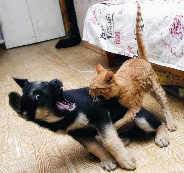cat biting as gsd puppy