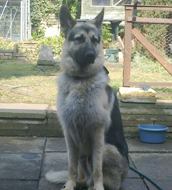 scooby the gsd sitting nicely