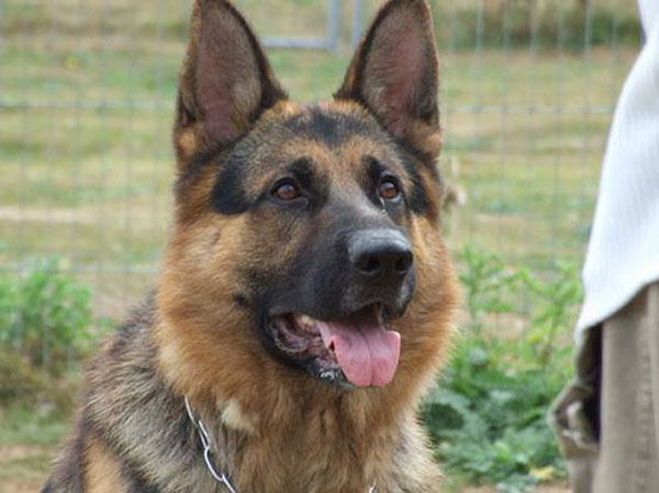 seb gsd
