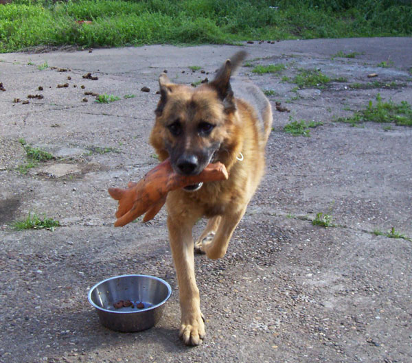 seth gsd with a plastic pig in his mouth