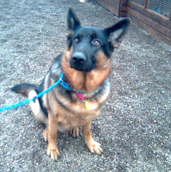 Shadow: 3 yr old short haired Short Haired German Shepherd Puppies. Shadow: 3 yr old short haired