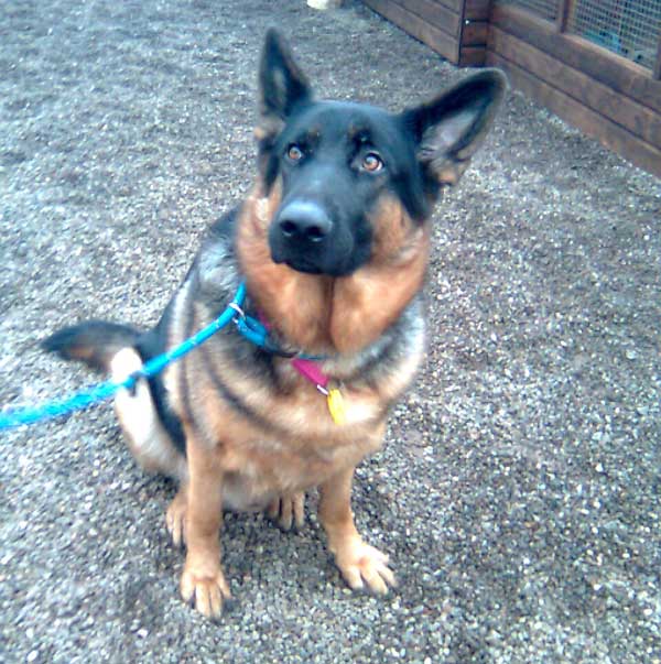 Short Haired German Shepherd Puppies. Shadow: 3 yr old short haired