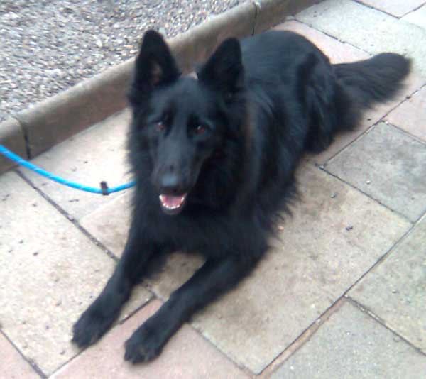 Sheba: is a long haired black belgium x gsd 2yrs old is good with dogs cats 